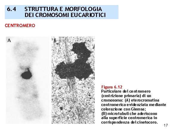 6. 4 STRUTTURA E MORFOLOGIA DEI CROMOSOMI EUCARIOTICI CENTROMERO Figura 6. 12 Particolare del