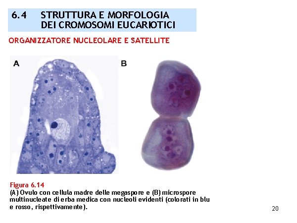 6. 4 STRUTTURA E MORFOLOGIA DEI CROMOSOMI EUCARIOTICI ORGANIZZATORE NUCLEOLARE E SATELLITE Figura 6.