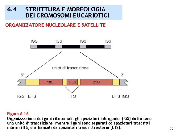 6. 4 STRUTTURA E MORFOLOGIA DEI CROMOSOMI EUCARIOTICI ORGANIZZATORE NUCLEOLARE E SATELLITE Figura 6.