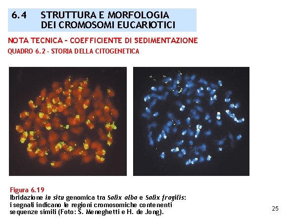 6. 4 STRUTTURA E MORFOLOGIA DEI CROMOSOMI EUCARIOTICI NOTA TECNICA – COEFFICIENTE DI SEDIMENTAZIONE