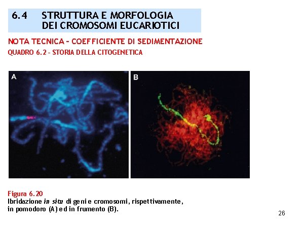 6. 4 STRUTTURA E MORFOLOGIA DEI CROMOSOMI EUCARIOTICI NOTA TECNICA – COEFFICIENTE DI SEDIMENTAZIONE