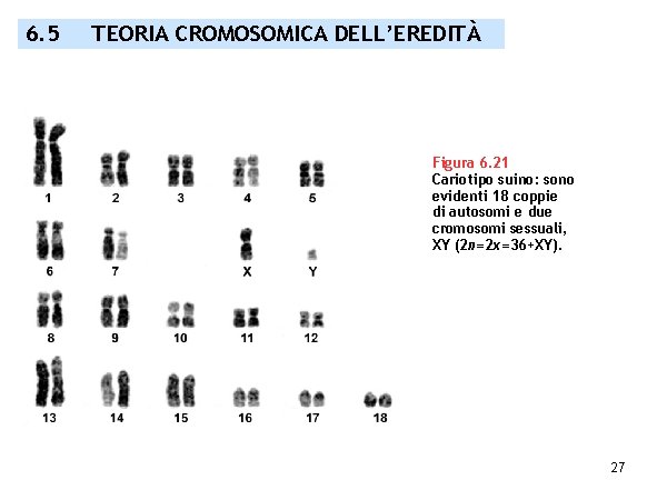 6. 5 TEORIA CROMOSOMICA DELL’EREDITÀ Figura 6. 21 Cariotipo suino: sono evidenti 18 coppie