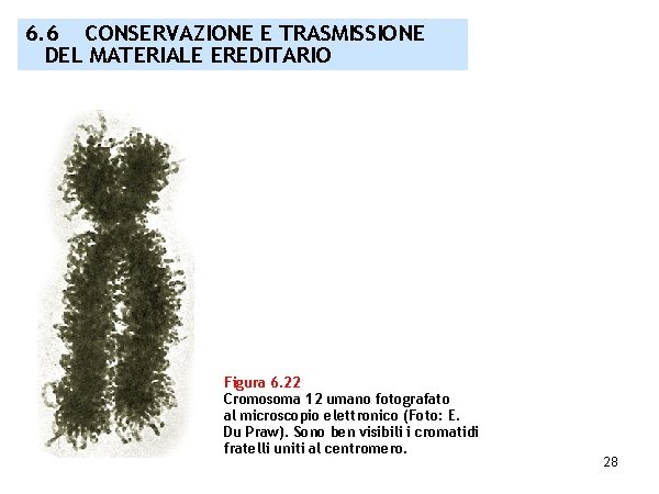 6. 6 CONSERVAZIONE E TRASMISSIONE DEL MATERIALE EREDITARIO Figura 6. 22 Cromosoma 12 umano