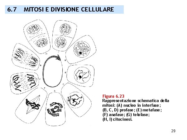 6. 7 MITOSI E DIVISIONE CELLULARE Figura 6. 23 Rappresentazione schematica della mitosi: (A)