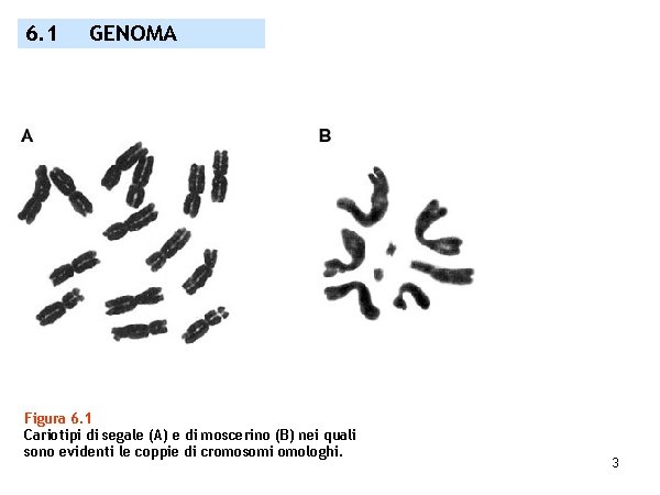 6. 1 GENOMA Figura 6. 1 Cariotipi di segale (A) e di moscerino (B)