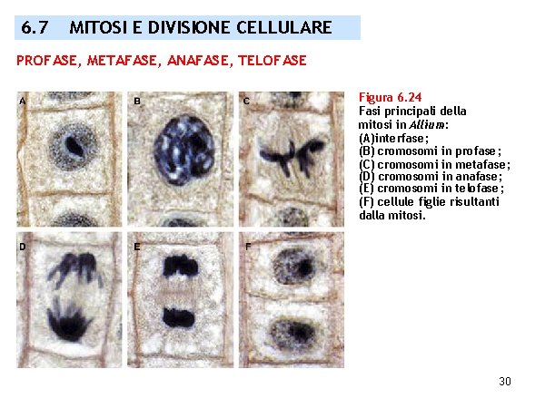 6. 7 MITOSI E DIVISIONE CELLULARE PROFASE, METAFASE, ANAFASE, TELOFASE Figura 6. 24 Fasi