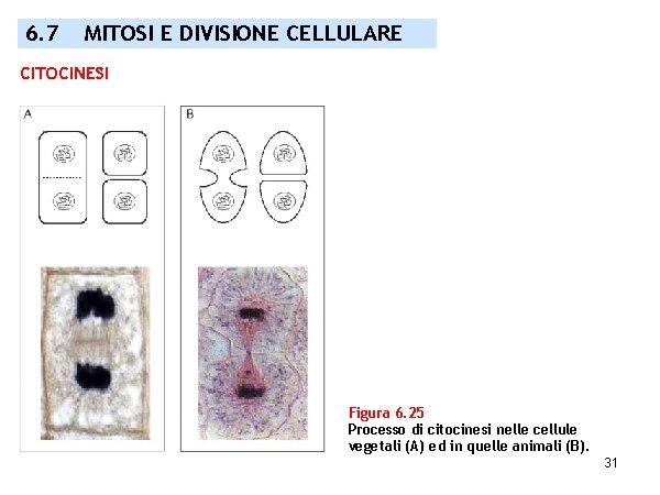 6. 7 MITOSI E DIVISIONE CELLULARE CITOCINESI Figura 6. 25 Processo di citocinesi nelle