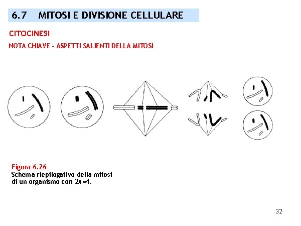 6. 7 MITOSI E DIVISIONE CELLULARE CITOCINESI NOTA CHIAVE – ASPETTI SALIENTI DELLA MITOSI