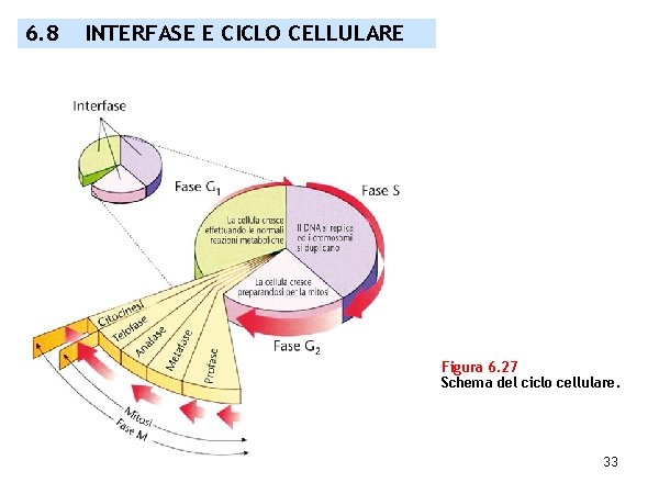 6. 8 INTERFASE E CICLO CELLULARE Figura 6. 27 Schema del ciclo cellulare. 33