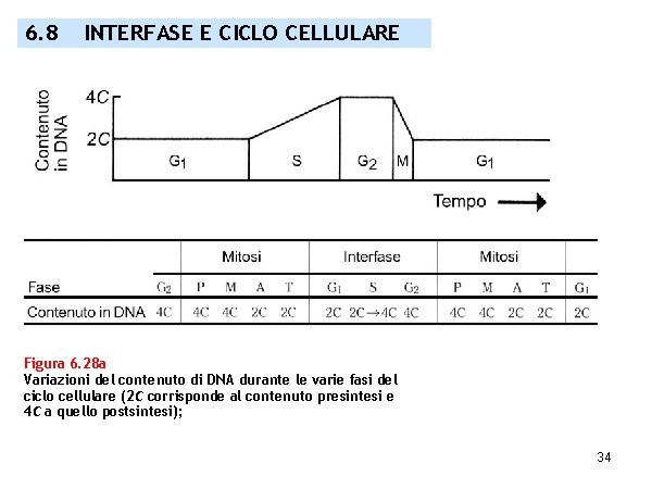 6. 8 INTERFASE E CICLO CELLULARE Figura 6. 28 a Variazioni del contenuto di