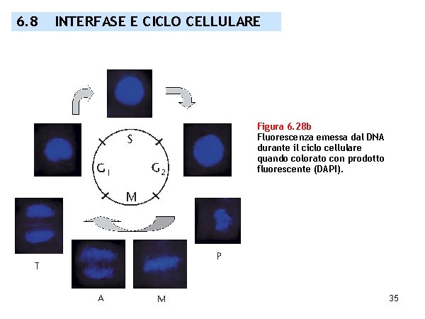 6. 8 INTERFASE E CICLO CELLULARE Figura 6. 28 b Fluorescenza emessa dal DNA