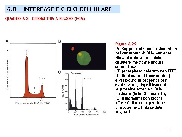 6. 8 INTERFASE E CICLO CELLULARE QUADRO 6. 3 – CITOMETRIA A FLUSSO (FCM)