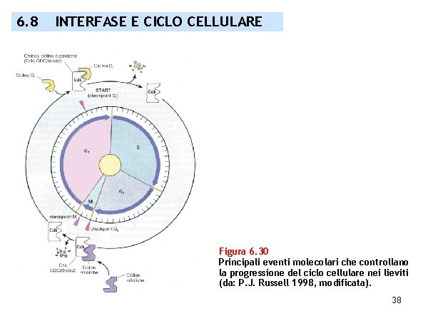 6. 8 INTERFASE E CICLO CELLULARE Figura 6. 30 Principali eventi molecolari che controllano