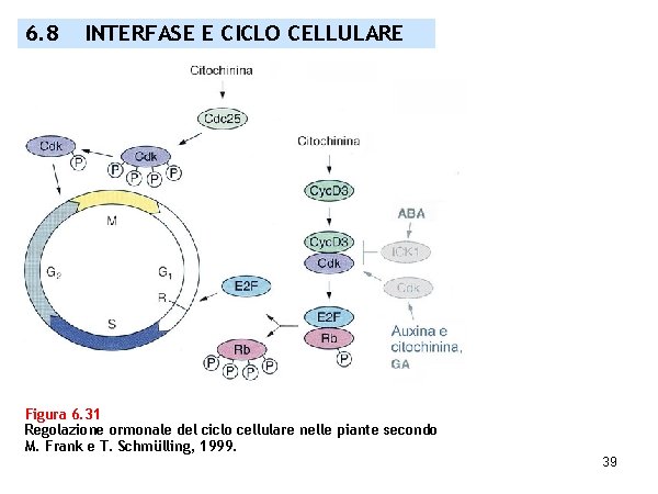 6. 8 INTERFASE E CICLO CELLULARE Figura 6. 31 Regolazione ormonale del ciclo cellulare