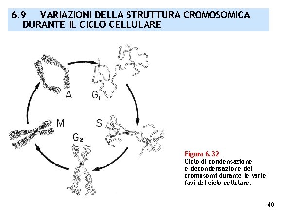 6. 9 VARIAZIONI DELLA STRUTTURA CROMOSOMICA DURANTE IL CICLO CELLULARE Figura 6. 32 Ciclo