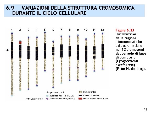 6. 9 VARIAZIONI DELLA STRUTTURA CROMOSOMICA DURANTE IL CICLO CELLULARE Figura 6. 33 Distribuzione