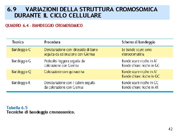 6. 9 VARIAZIONI DELLA STRUTTURA CROMOSOMICA DURANTE IL CICLO CELLULARE QUADRO 6. 4 –