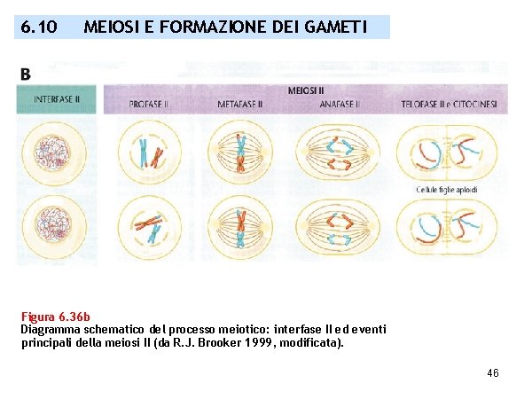 6. 10 MEIOSI E FORMAZIONE DEI GAMETI Figura 6. 36 b Diagramma schematico del