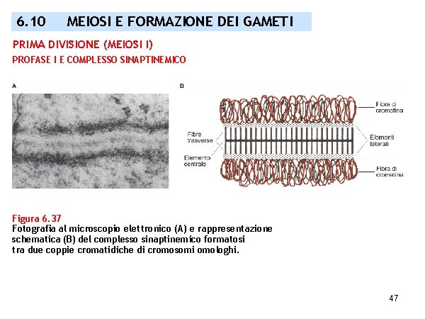 6. 10 MEIOSI E FORMAZIONE DEI GAMETI PRIMA DIVISIONE (MEIOSI I) PROFASE I E