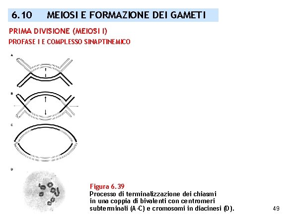 6. 10 MEIOSI E FORMAZIONE DEI GAMETI PRIMA DIVISIONE (MEIOSI I) PROFASE I E