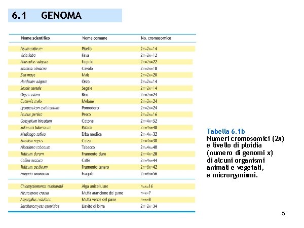 6. 1 GENOMA Tabella 6. 1 b Numeri cromosomici (2 n) e livello di