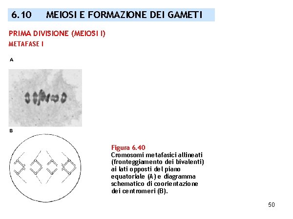 6. 10 MEIOSI E FORMAZIONE DEI GAMETI PRIMA DIVISIONE (MEIOSI I) METAFASE I Figura