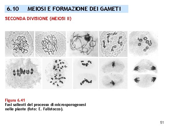 6. 10 MEIOSI E FORMAZIONE DEI GAMETI SECONDA DIVISIONE (MEIOSI II) Figura 6. 41