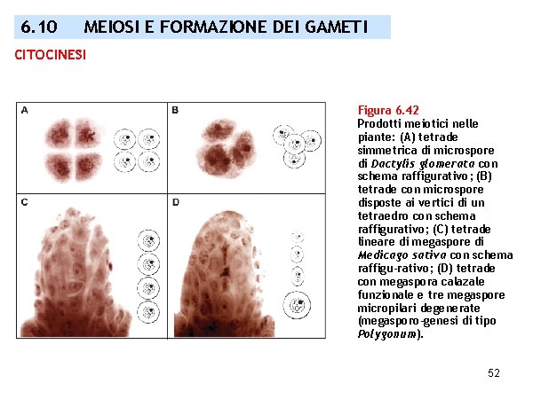 6. 10 MEIOSI E FORMAZIONE DEI GAMETI CITOCINESI Figura 6. 42 Prodotti meiotici nelle