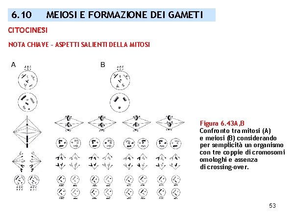 6. 10 MEIOSI E FORMAZIONE DEI GAMETI CITOCINESI NOTA CHIAVE – ASPETTI SALIENTI DELLA