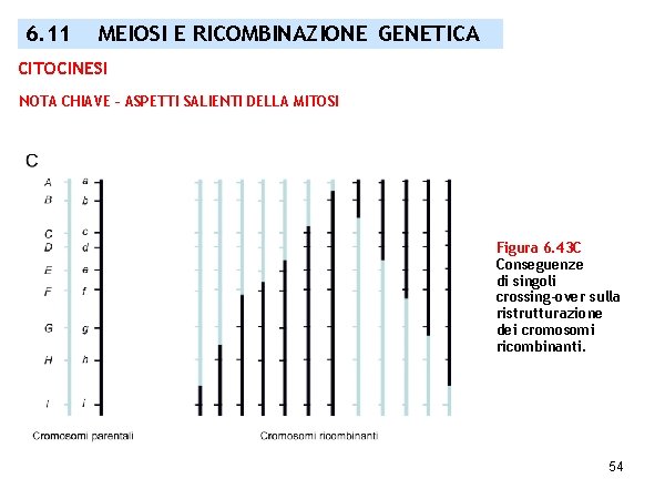 6. 11 MEIOSI E RICOMBINAZIONE GENETICA CITOCINESI NOTA CHIAVE – ASPETTI SALIENTI DELLA MITOSI