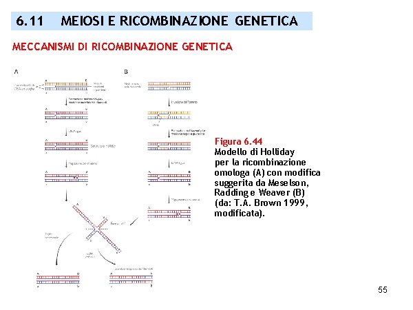 6. 11 MEIOSI E RICOMBINAZIONE GENETICA MECCANISMI DI RICOMBINAZIONE GENETICA Figura 6. 44 Modello