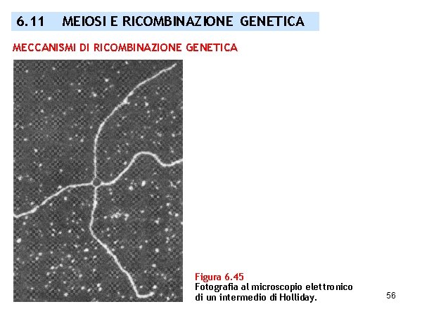 6. 11 MEIOSI E RICOMBINAZIONE GENETICA MECCANISMI DI RICOMBINAZIONE GENETICA Figura 6. 45 Fotografia