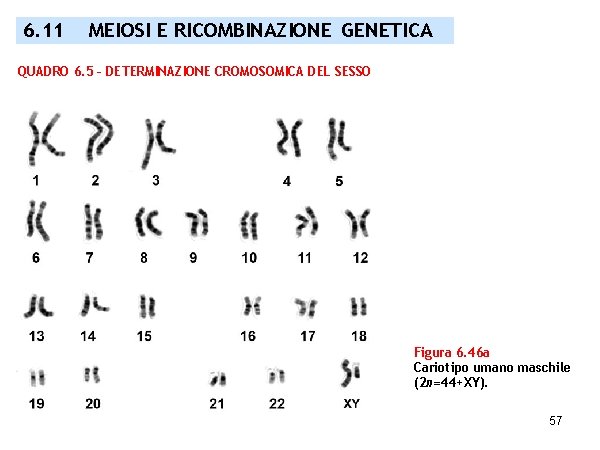 6. 11 MEIOSI E RICOMBINAZIONE GENETICA QUADRO 6. 5 – DETERMINAZIONE CROMOSOMICA DEL SESSO