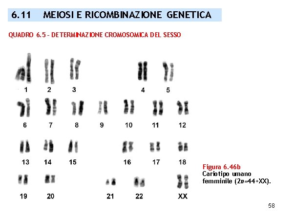 6. 11 MEIOSI E RICOMBINAZIONE GENETICA QUADRO 6. 5 – DETERMINAZIONE CROMOSOMICA DEL SESSO