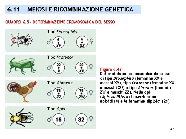 6. 11 MEIOSI E RICOMBINAZIONE GENETICA QUADRO 6. 5 – DETERMINAZIONE CROMOSOMICA DEL SESSO