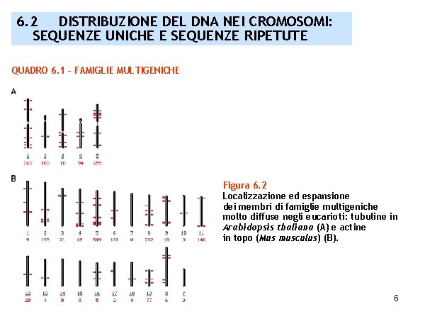 6. 2 DISTRIBUZIONE DEL DNA NEI CROMOSOMI: SEQUENZE UNICHE E SEQUENZE RIPETUTE QUADRO 6.
