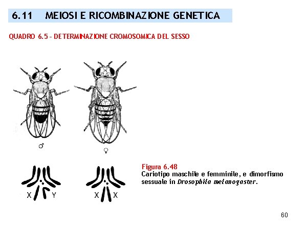 6. 11 MEIOSI E RICOMBINAZIONE GENETICA QUADRO 6. 5 – DETERMINAZIONE CROMOSOMICA DEL SESSO