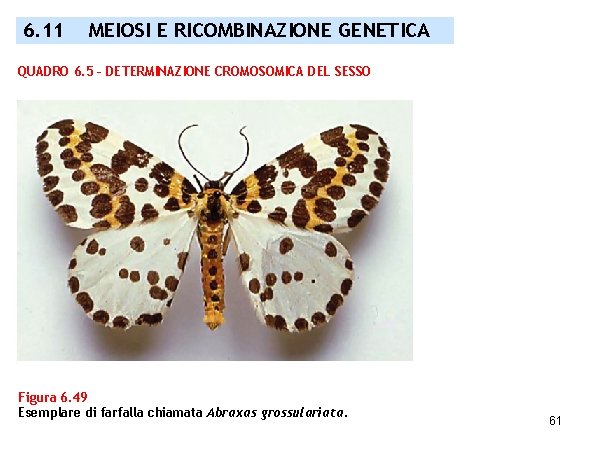 6. 11 MEIOSI E RICOMBINAZIONE GENETICA QUADRO 6. 5 – DETERMINAZIONE CROMOSOMICA DEL SESSO