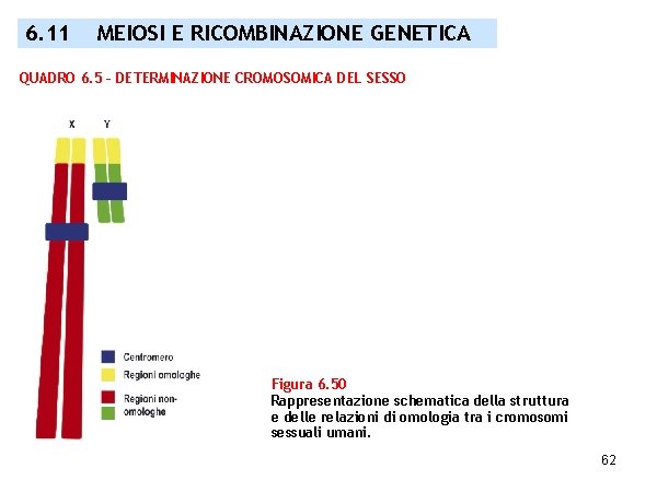 6. 11 MEIOSI E RICOMBINAZIONE GENETICA QUADRO 6. 5 – DETERMINAZIONE CROMOSOMICA DEL SESSO