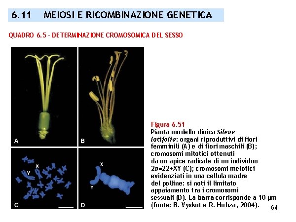 6. 11 MEIOSI E RICOMBINAZIONE GENETICA QUADRO 6. 5 – DETERMINAZIONE CROMOSOMICA DEL SESSO