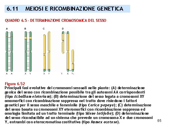 6. 11 MEIOSI E RICOMBINAZIONE GENETICA QUADRO 6. 5 – DETERMINAZIONE CROMOSOMICA DEL SESSO