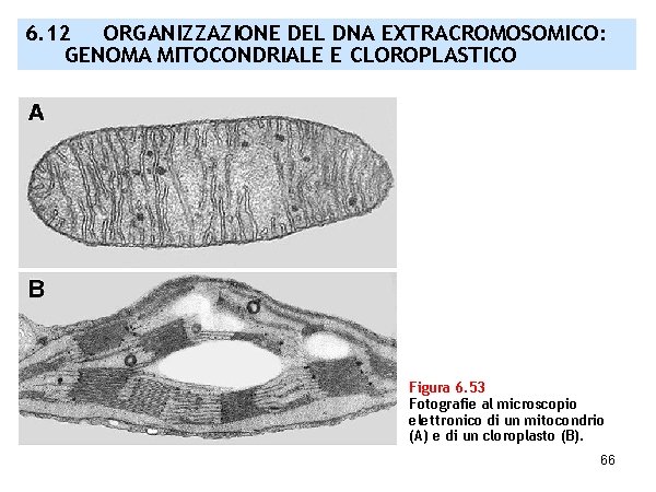 6. 12 ORGANIZZAZIONE DEL DNA EXTRACROMOSOMICO: GENOMA MITOCONDRIALE E CLOROPLASTICO Figura 6. 53 Fotografie