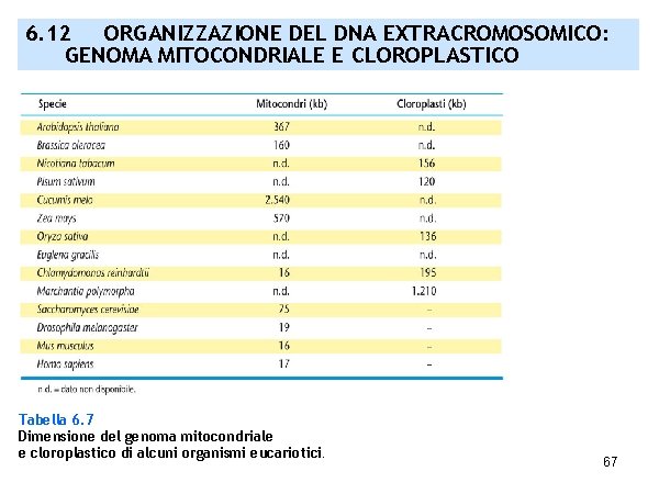 6. 12 ORGANIZZAZIONE DEL DNA EXTRACROMOSOMICO: GENOMA MITOCONDRIALE E CLOROPLASTICO Tabella 6. 7 Dimensione