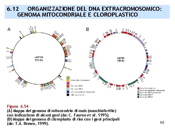 6. 12 ORGANIZZAZIONE DEL DNA EXTRACROMOSOMICO: GENOMA MITOCONDRIALE E CLOROPLASTICO Figura 6. 54 (A)