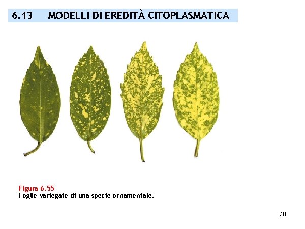 6. 13 MODELLI DI EREDITÀ CITOPLASMATICA Figura 6. 55 Foglie variegate di una specie