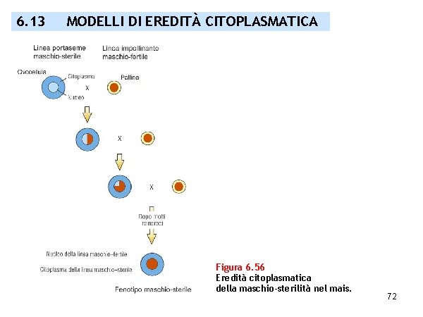 6. 13 MODELLI DI EREDITÀ CITOPLASMATICA Figura 6. 56 Eredità citoplasmatica della maschio-sterilità nel