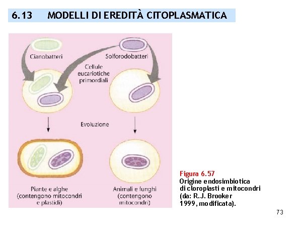 6. 13 MODELLI DI EREDITÀ CITOPLASMATICA Figura 6. 57 Origine endosimbiotica di cloroplasti e