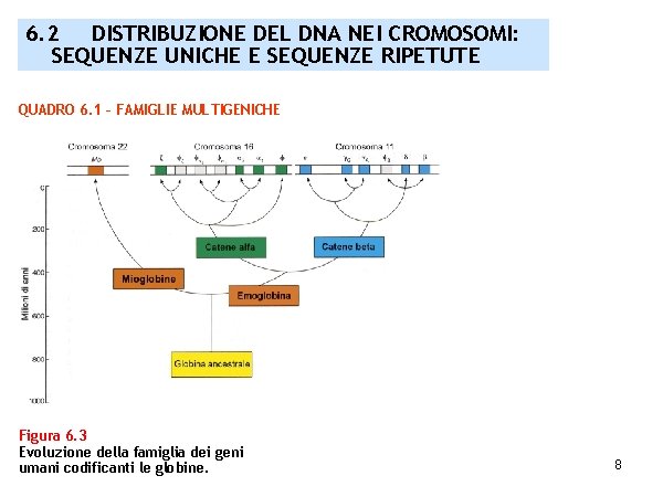 6. 2 DISTRIBUZIONE DEL DNA NEI CROMOSOMI: SEQUENZE UNICHE E SEQUENZE RIPETUTE QUADRO 6.