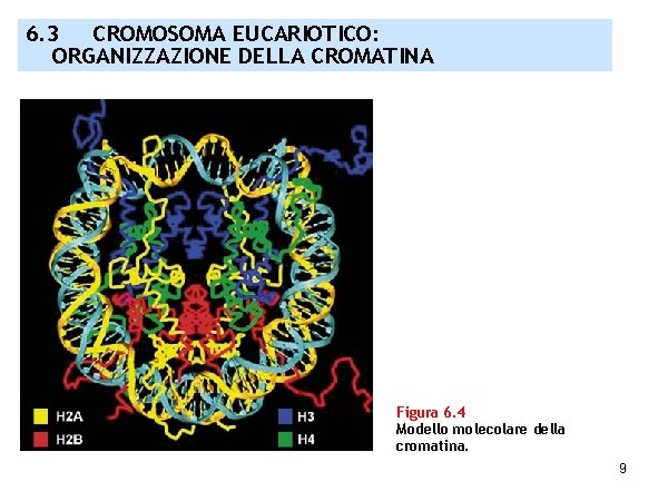 6. 3 CROMOSOMA EUCARIOTICO: ORGANIZZAZIONE DELLA CROMATINA Figura 6. 4 Modello molecolare della cromatina.