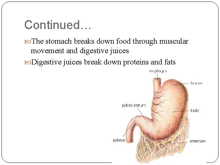 Continued… The stomach breaks down food through muscular movement and digestive juices Digestive juices